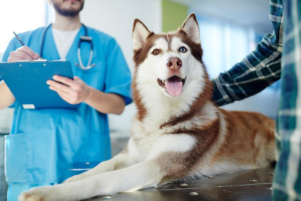 Fox Run Animal Hospital – A Trusted Partner for Pet Care in Lapeer, MI